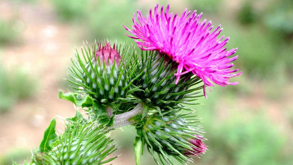 农村地里随处可见的"刺草",以前牛都不爱吃,却是一种中药材!