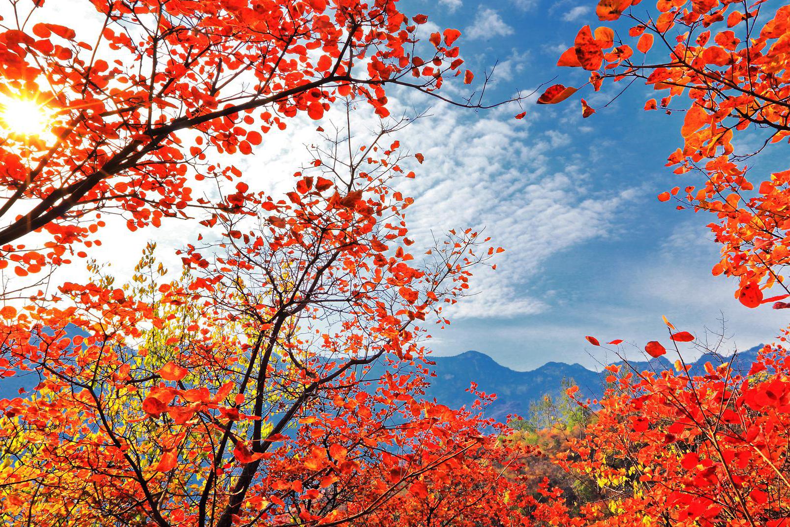 北京香山红叶观赏指南 香山红叶最佳时间地点