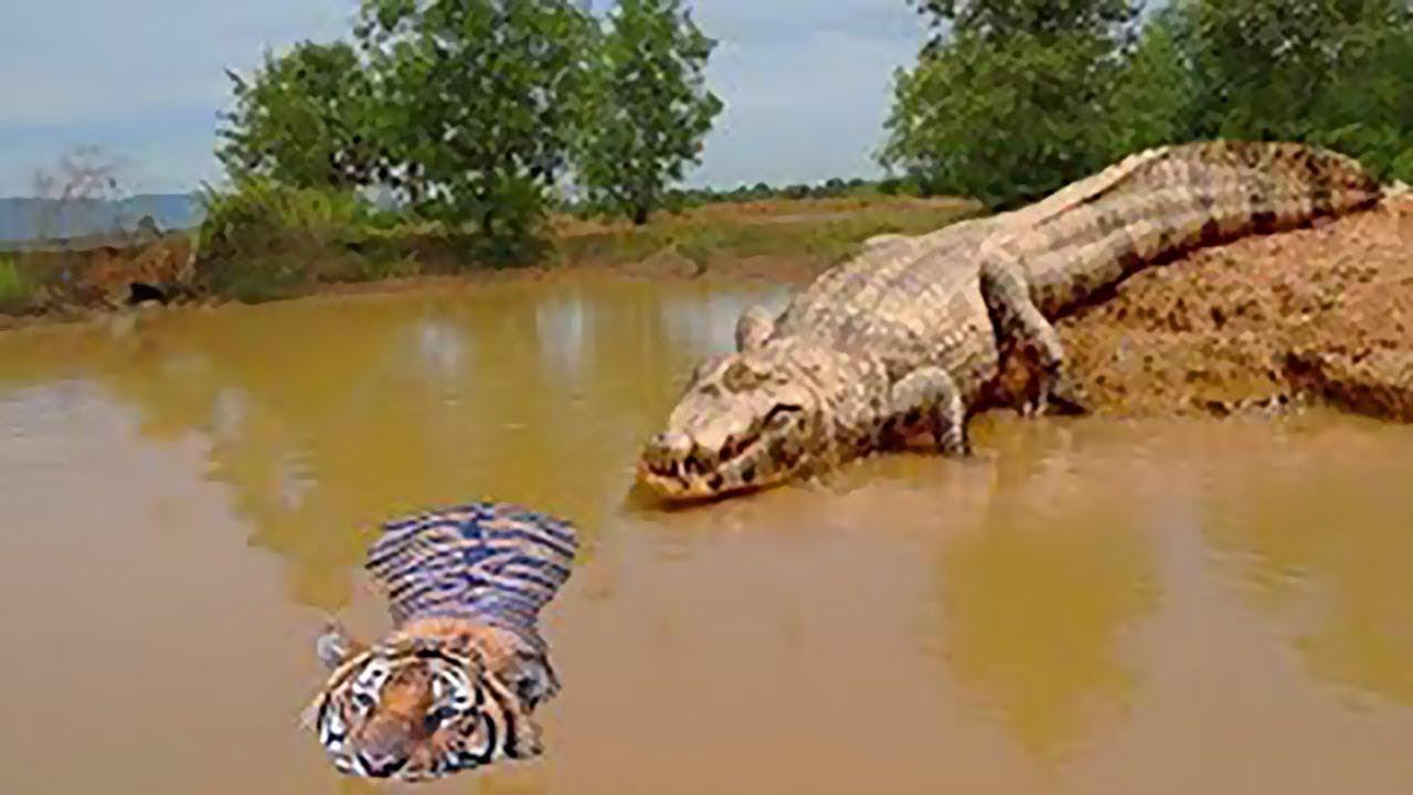 鳄鱼游泳发现老虎,只剩下表演的空间,镜头记录全过程