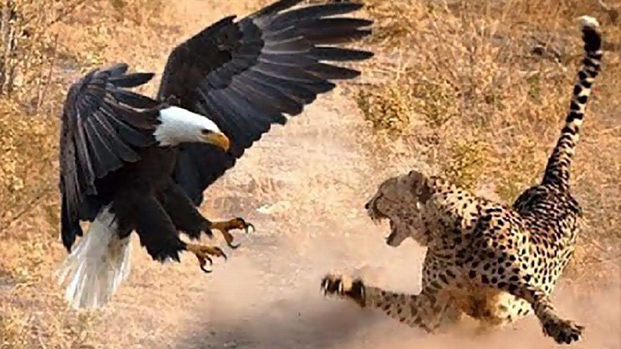 老鹰遇到花豹发生战斗,谁能成为最后的赢家?镜头拍下全过程