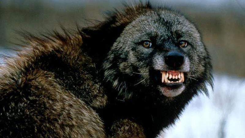 新疆阿尔泰山最神秘动物:身体强壮像熊又像貂,敢从狼嘴里抢食物