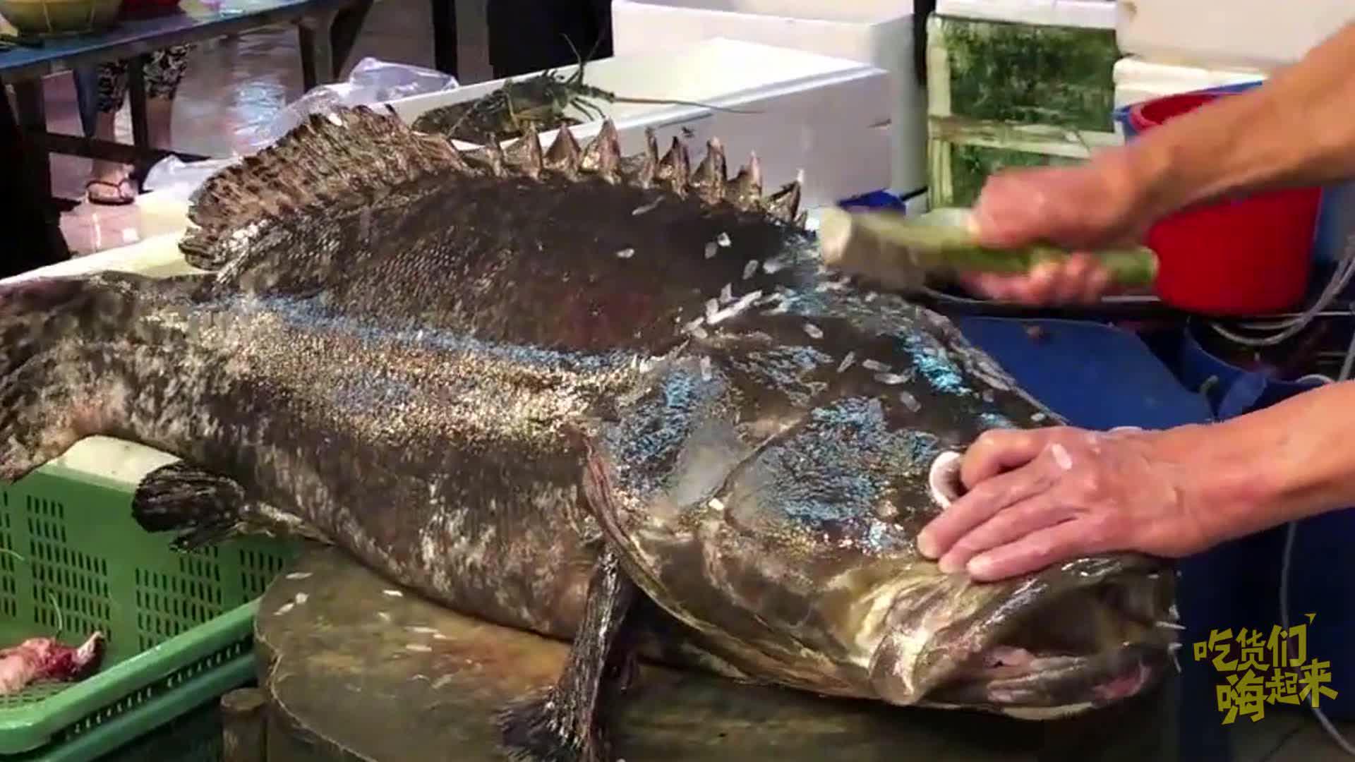 罕见花尾龙趸 这个头不愧是高级鱼货 生劏更是费劲必须快准狠