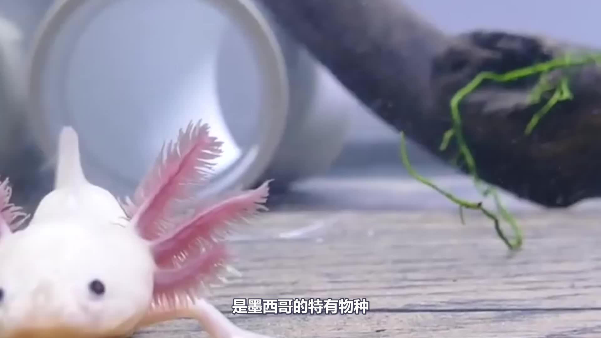 女子捉到一条"幼龙",头上长着一双犄角,这难道是"真龙"?