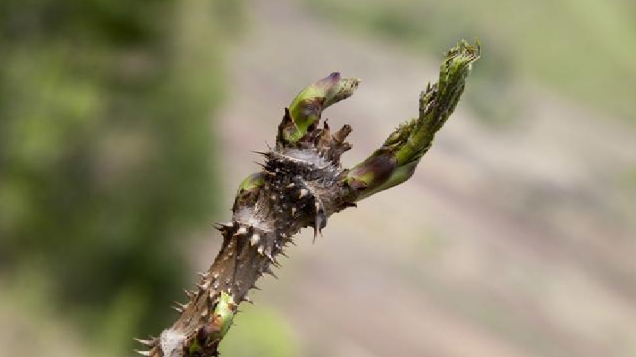 农村这种野菜,人称"天下第一山珍",城里卖到40块1斤!