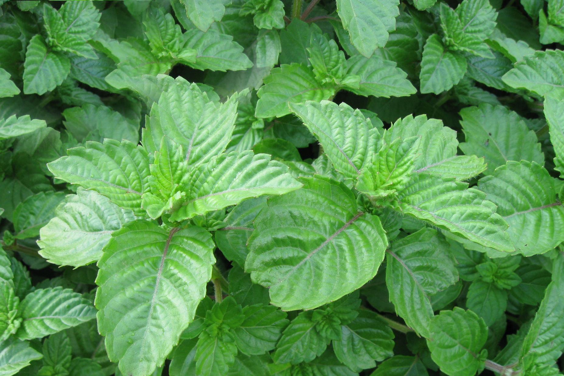 民间俗称"仙草",过去常用来做凉粉吃,如今10元一斤成稀罕货