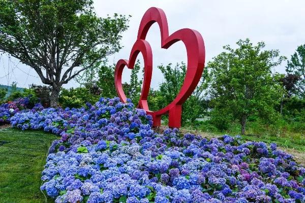 绣球花是无锡这个季节里最迷人的花儿 成为5月的主角 绣球花是无锡这个季节里最迷人的花儿 成为5月的主角