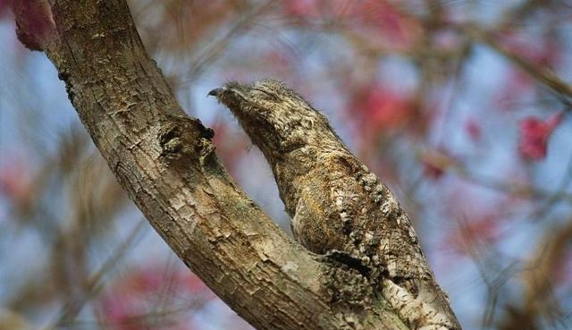 看起来像是一段干树枝;右:一只奇叶螳螂隐藏在哥斯达黎加热带雨林的一
