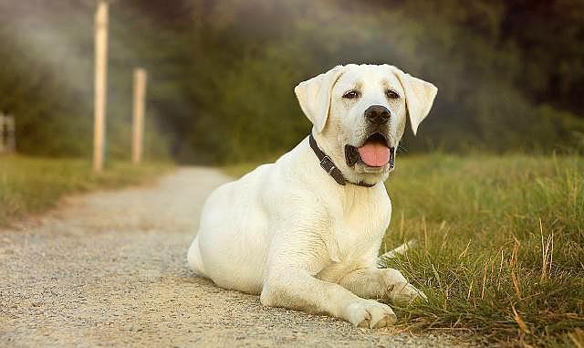 什么狗最好训练,这8种聪明又听话,还长得好看|狗狗|训练|牧羊犬_新浪