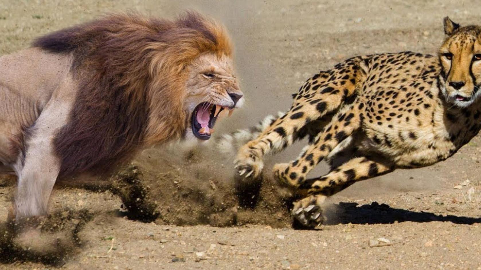 猎豹带幼崽遇到狮子,为了保护孩子,猎豹和狮子正面较量