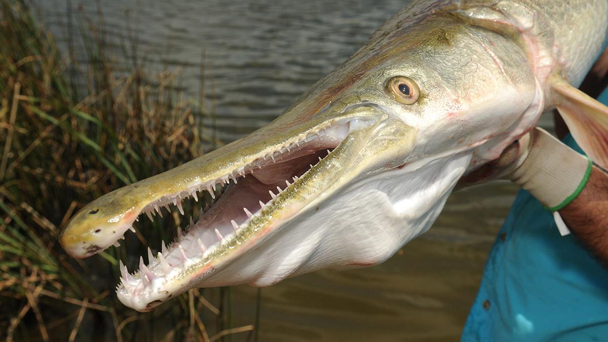 一条鳄雀鳝可毁灭生态系统,美国用它解决鲤鱼泛滥,简直太可怕了