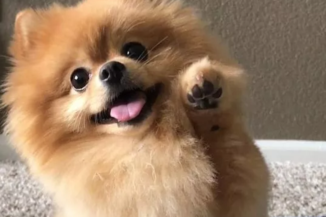 饲养博美犬 要考虑一下它们的感受 饲养博美犬 要考虑一下它们的感受