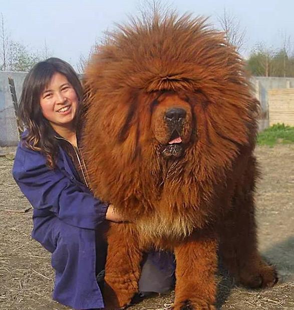 大到令人瞠目结舌的巨无霸狗狗长这么大你就别撒娇了吧