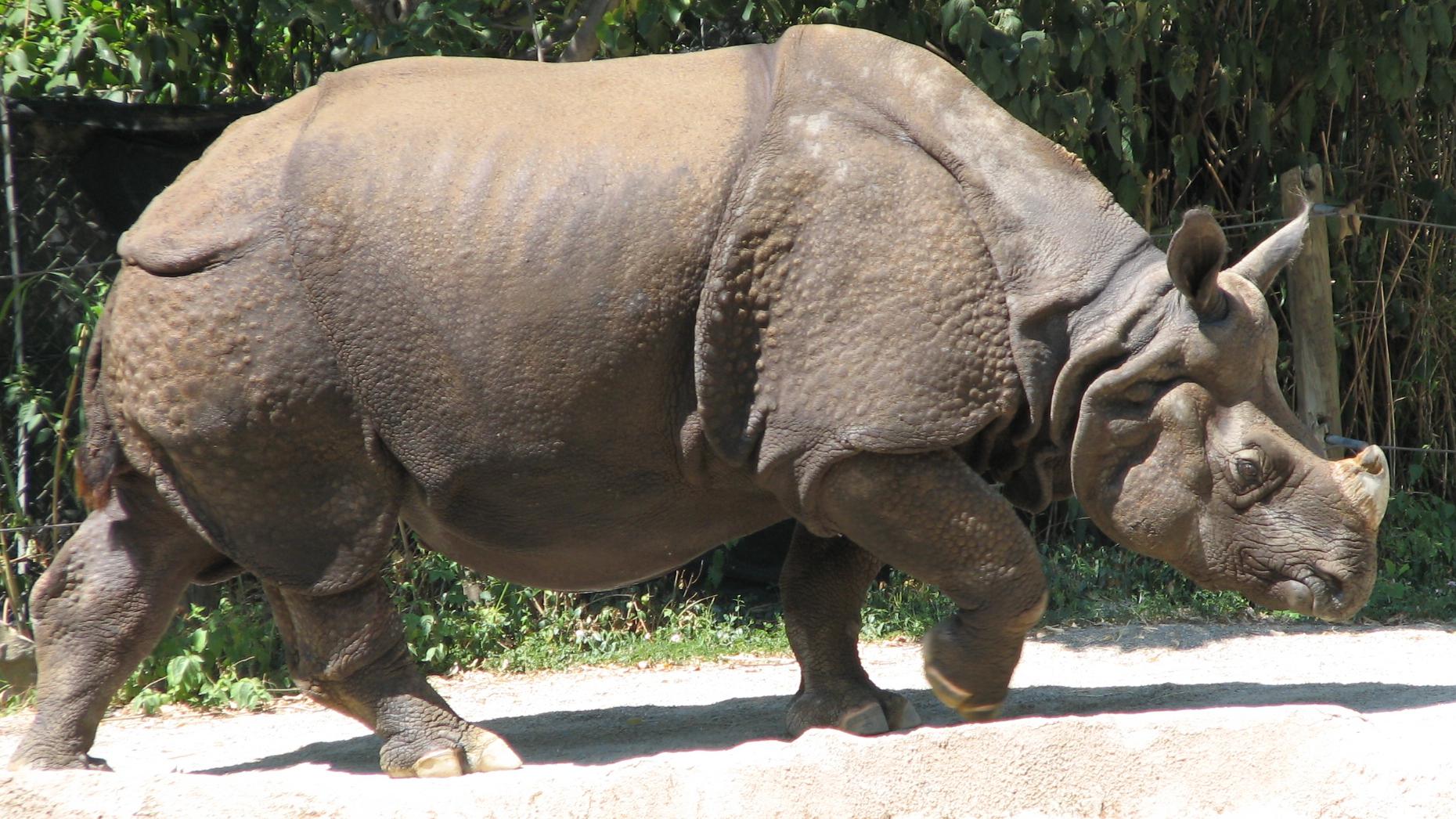 体型最大的单角犀牛,自带重装铠甲,网友:这不是坦克吗?