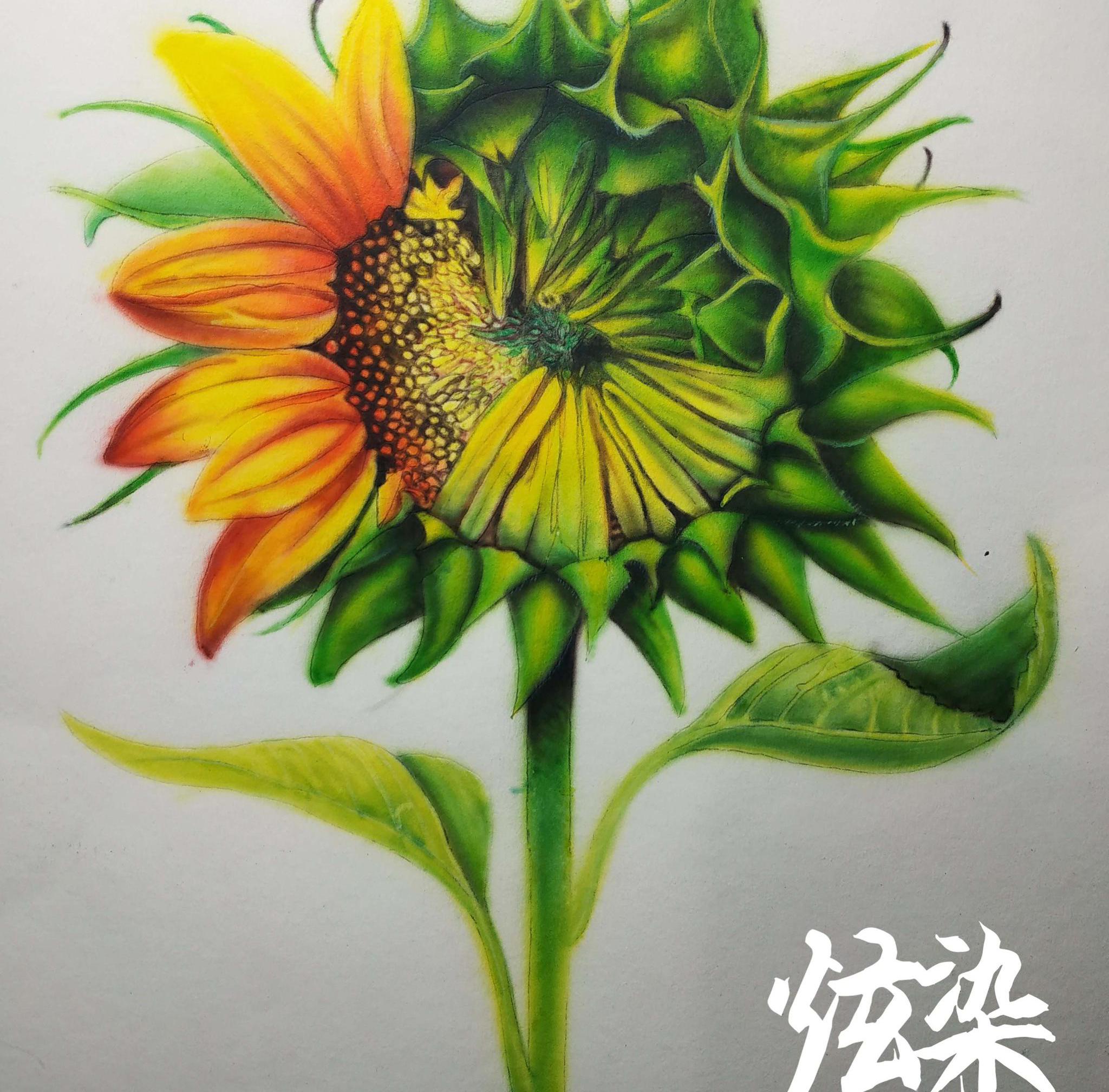 杰哥喷笔彩绘模板直喷绘画-学员花卉练习（炫染彩绘堂出品）|彩绘|喷笔|杰哥_新浪新闻