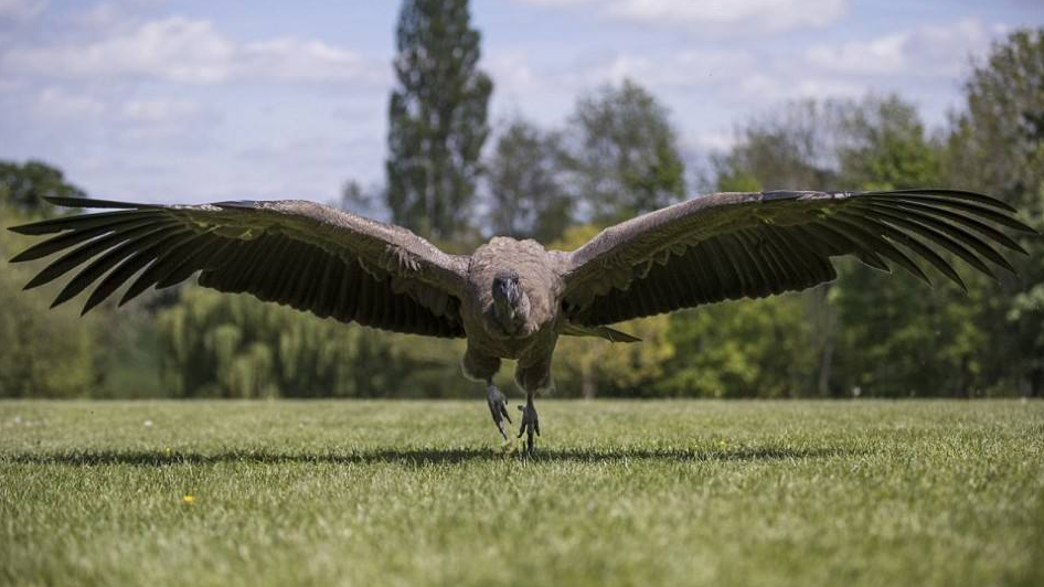 哥伦比亚巨型国鸟号称世界最大飞禽连狮子都不是它对手