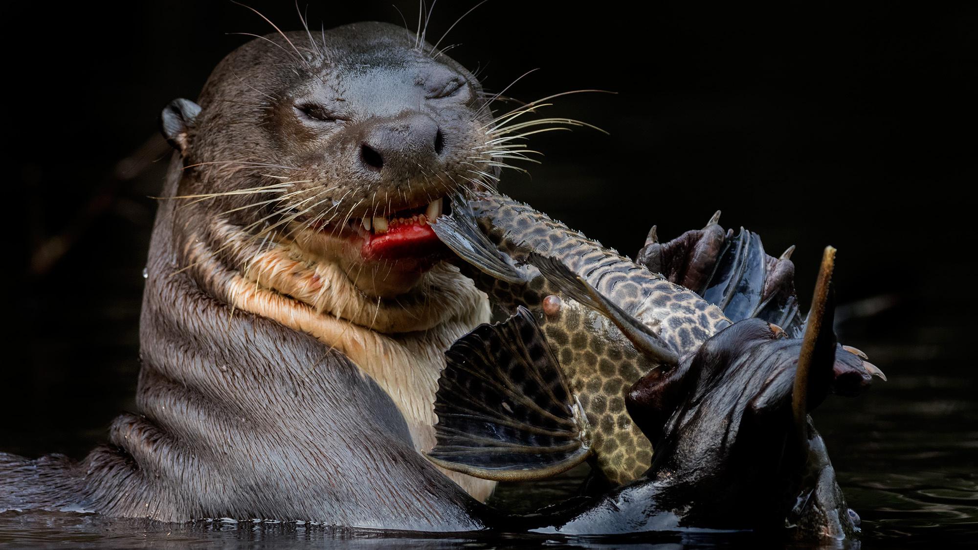 巨獭牙齿锋利体型壮硕,居然还会用工具!