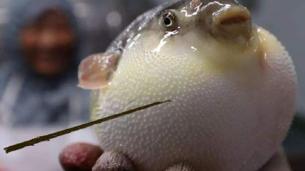 用针扎膨胀的河豚,河豚会像气球那样爆炸吗