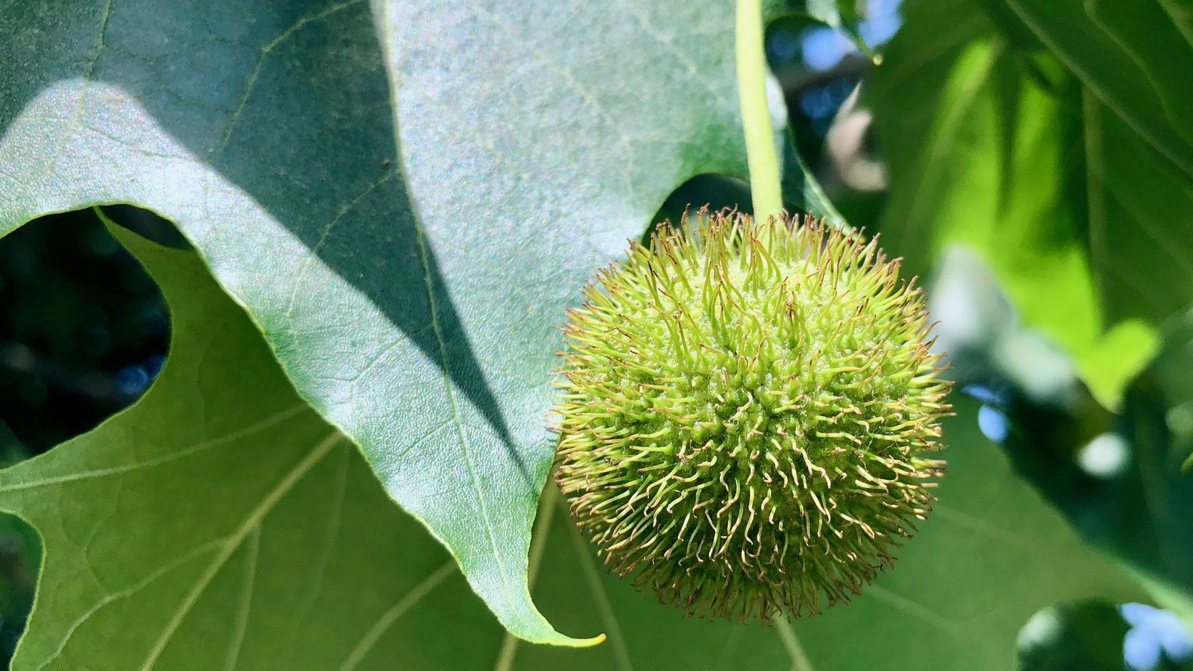 悬铃木果实,悬铃木科植物,北京奥园