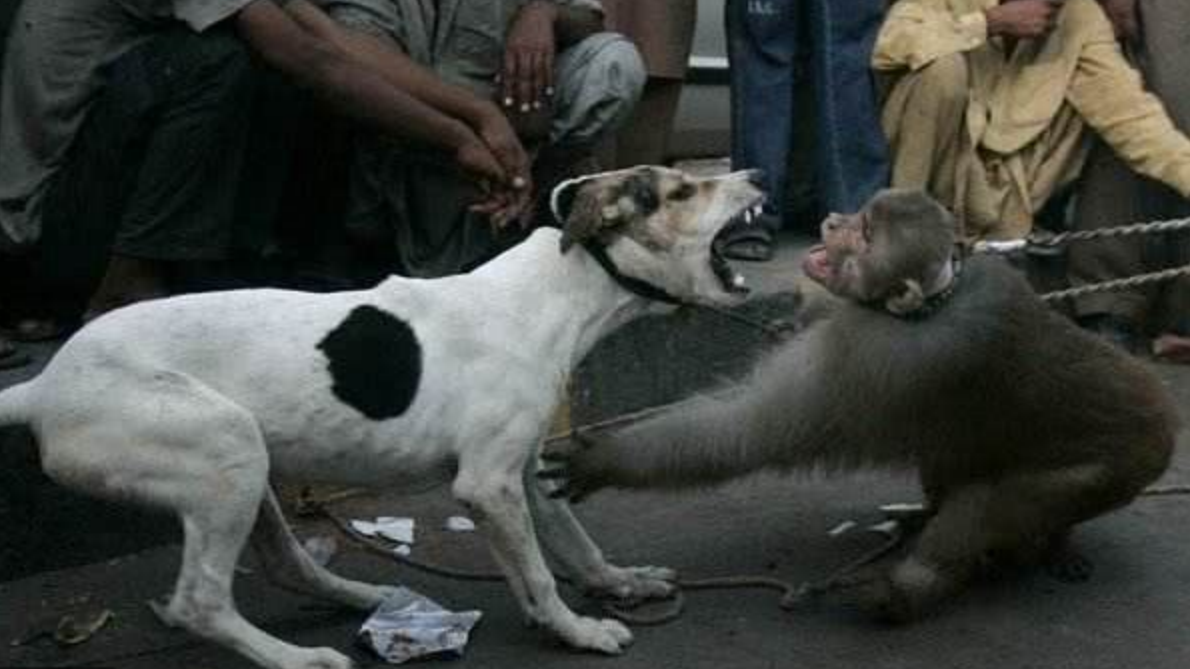 猴子和狗狗打架,猴子尽出些下三滥的招式,场面让人哭笑不得