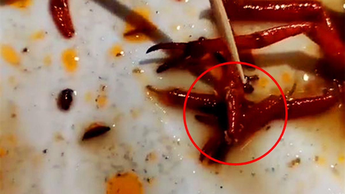 龙虾上一窝活蛆不断蠕动吓坏食客 店家:这是大料!