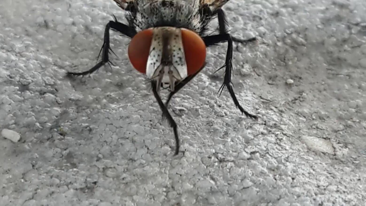 为何苍蝇会不停的搓手?其实还会搓腿搓脑袋,但为什么这么做?