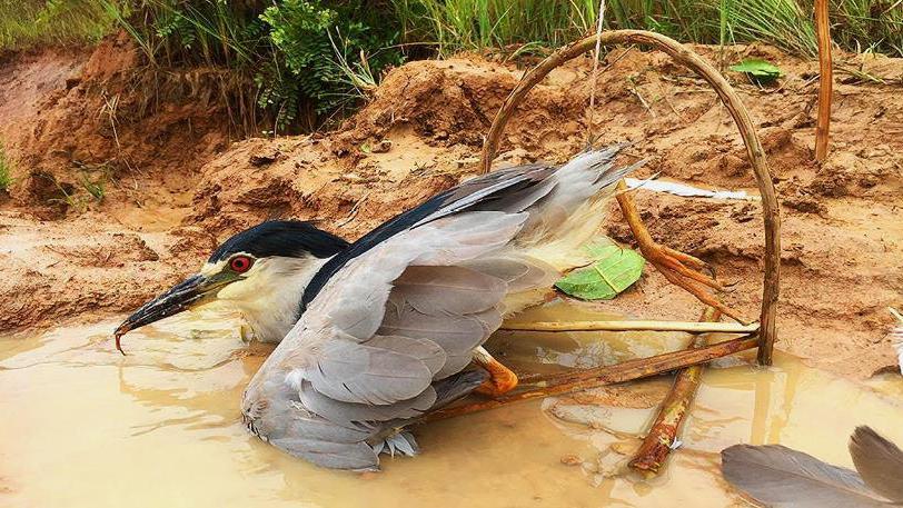 农村小伙这捕兽陷阱太厉害了!放在野外后,引来了几只贪吃的家伙