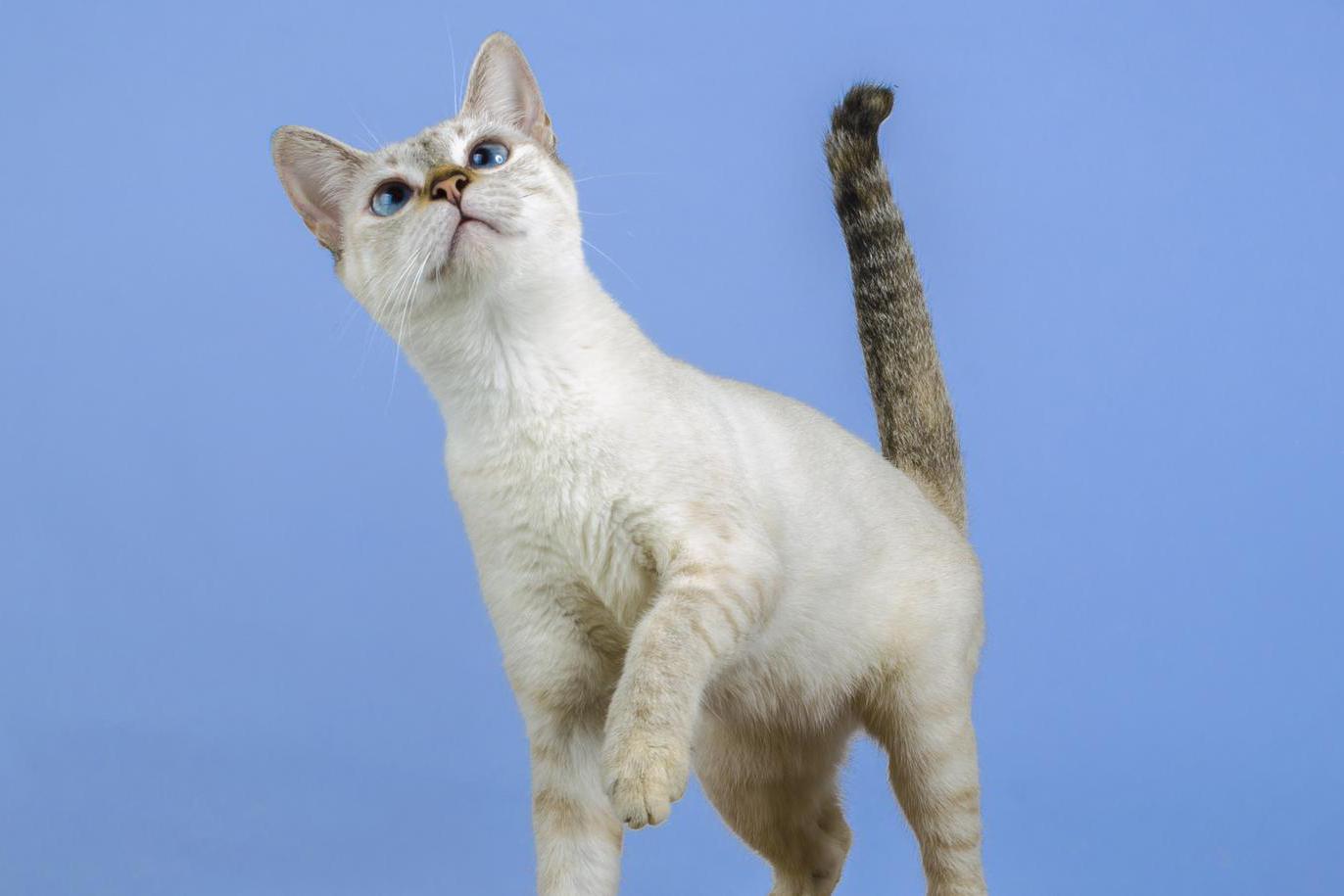 如何跟猫增进感情3分钟教会你和猫主子沟通尾巴大有玄机