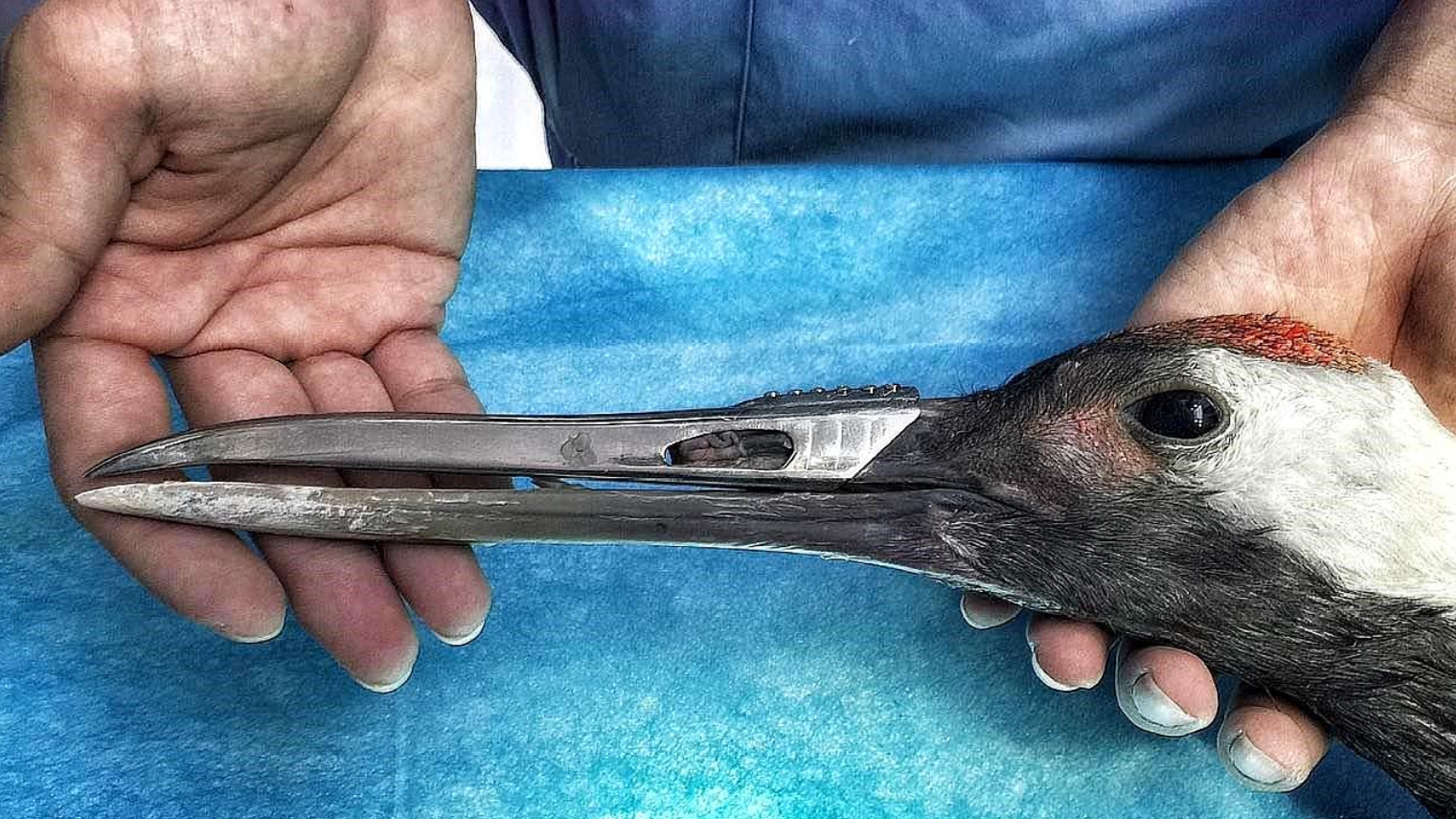 丹顶鹤打架断喙,医生为它装上3d钛合金嘴,鹤:这回还有谁