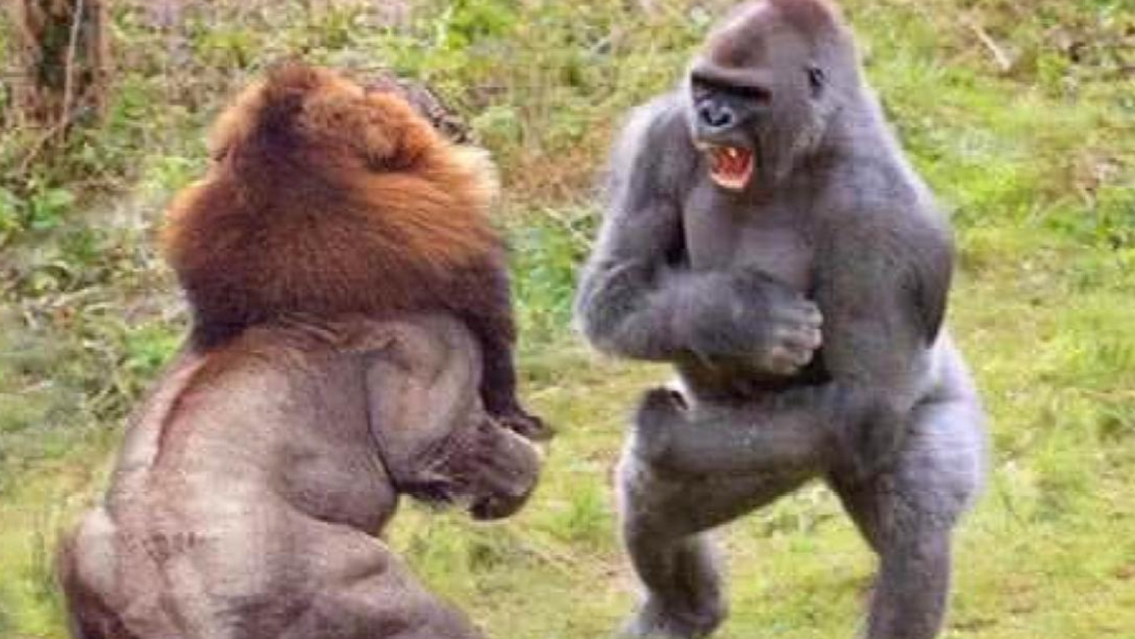 当力大无穷的大猩猩,野外碰到凶猛的狮子老虎后,可以保住性命吗