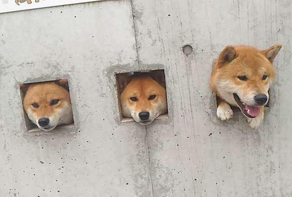 ▼个性特立独行的柴犬就是"行走的表情