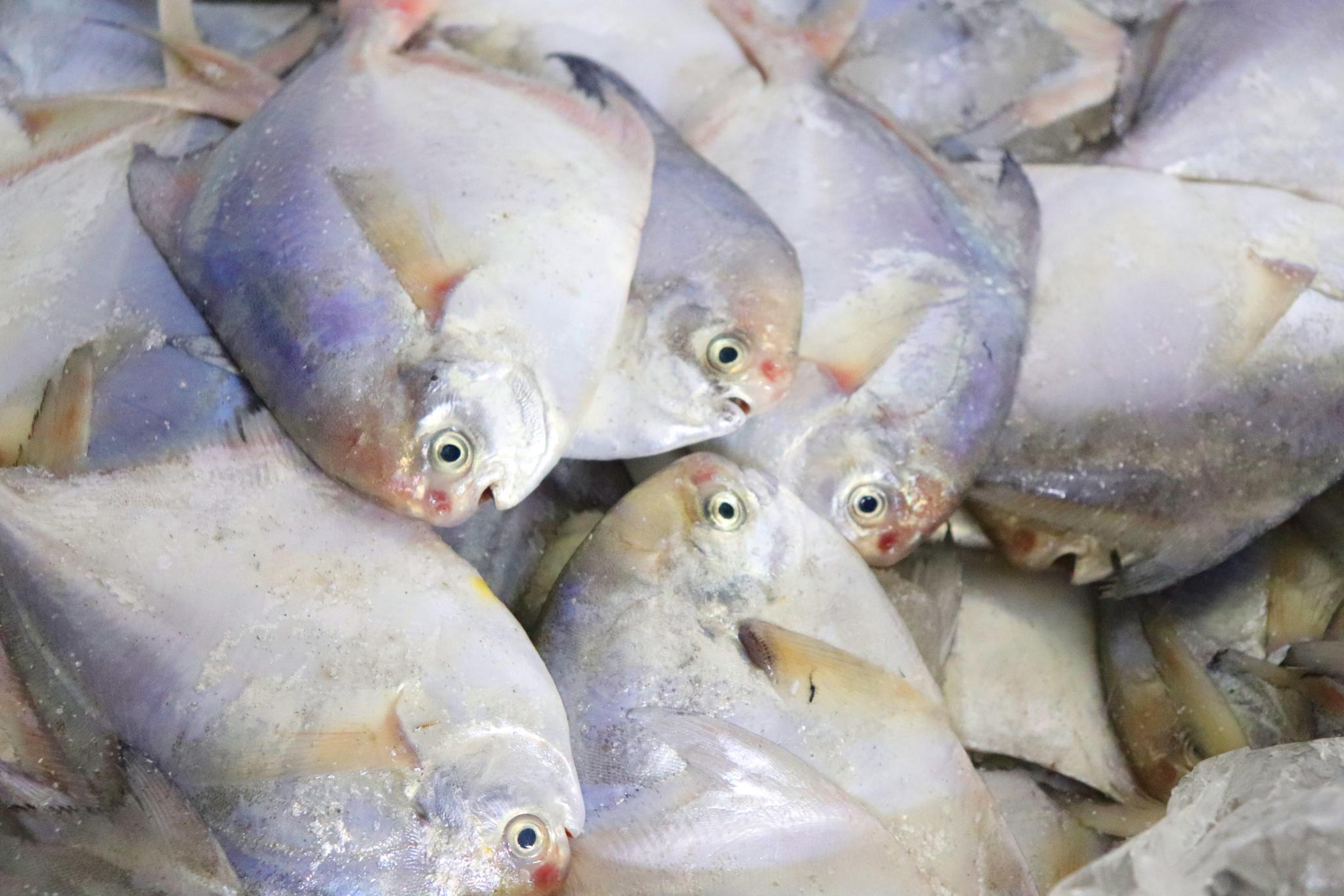 市面上80都是急冻鲳鱼为什么新鲜的基本看不到价格已说明了