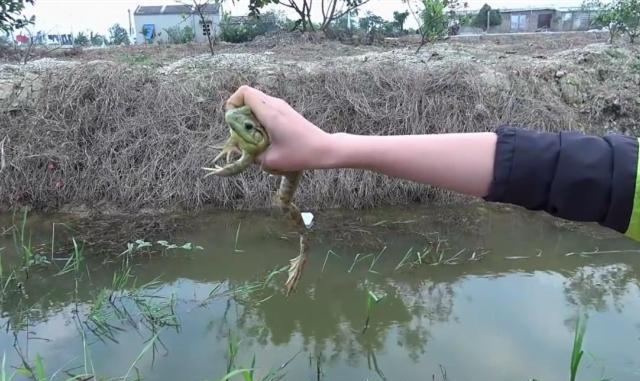 农村大姐小河里抓几只牛蛙, 直接在河边剥了皮生火烤着吃