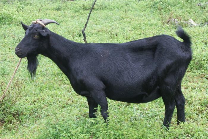 (二)|新疆|母羊|公羊_新浪新闻