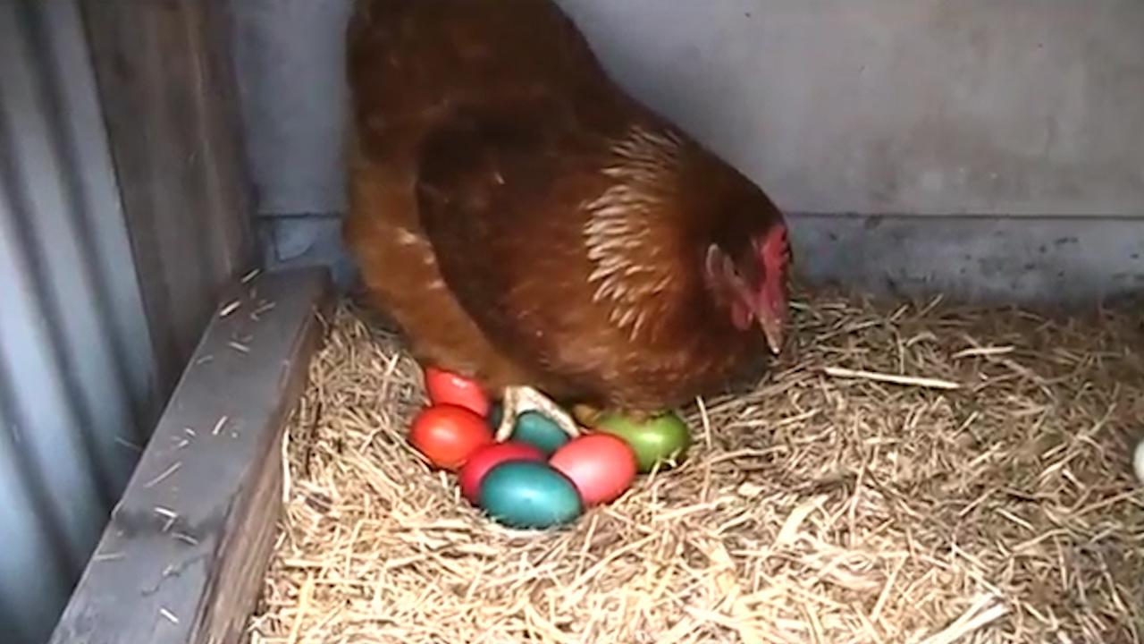 母鸡觅食回来鸡蛋,居然变了颜色,下一秒做法让人傻眼
