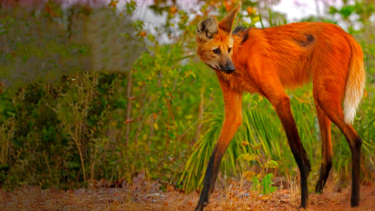 国外发现的"狼马杂交"物种,只吃草不吃肉?看完长见识了