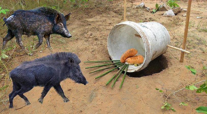 农村小伙这捕兽陷阱太厉害了!放在野外后,引来了几只贪吃的家伙