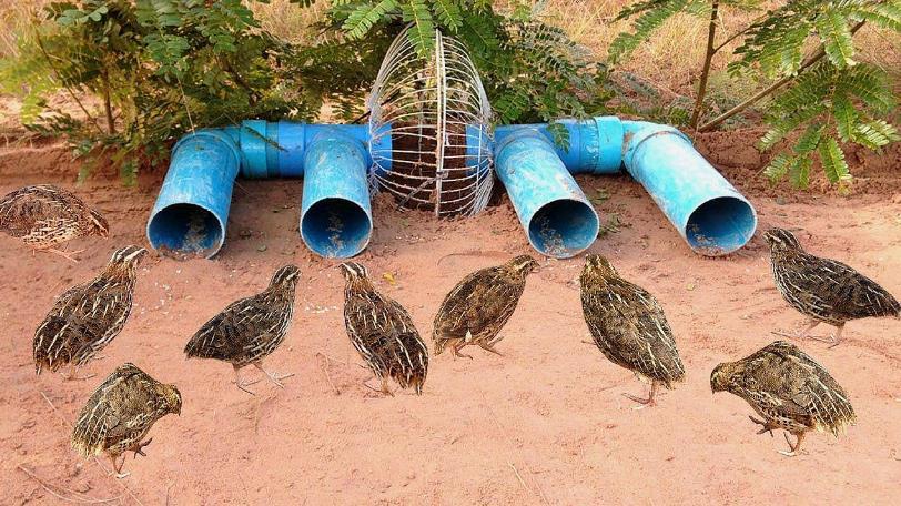 农村小伙这捕兽陷阱太厉害了!放在野外后,引来了几只贪吃的家伙