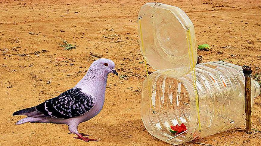 小伙野外捕鸟,只用一个塑料瓶就能搞定,小鸟看见就往里钻!