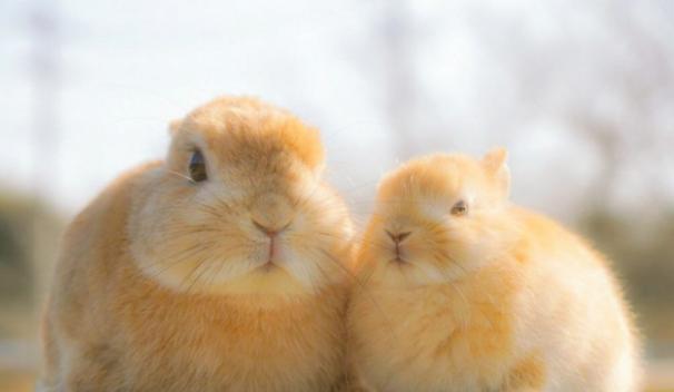 兔宝宝|兔妈妈|高萌_新浪新闻