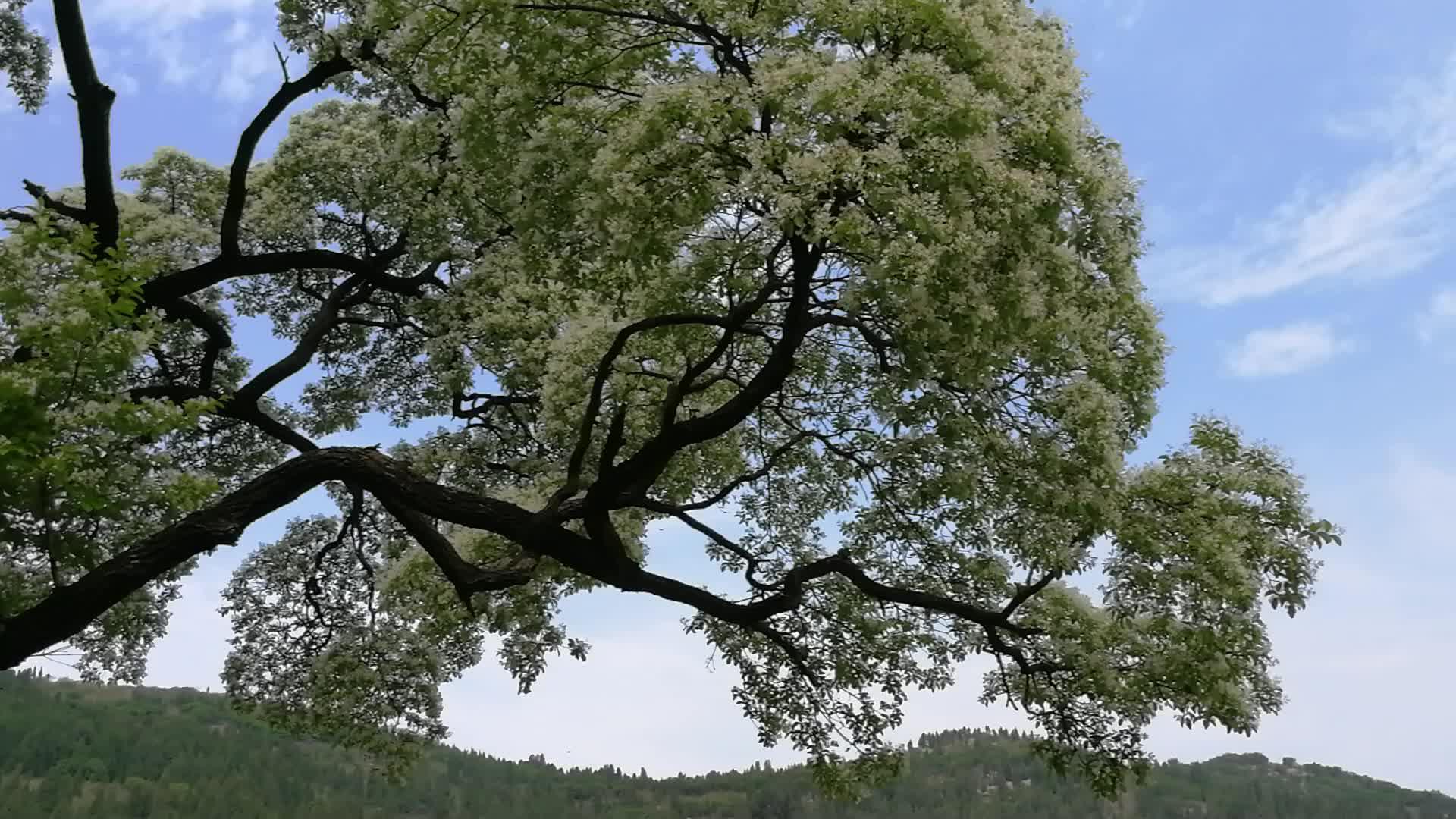 降龙木,中国仅此一棵活株,辟邪解毒