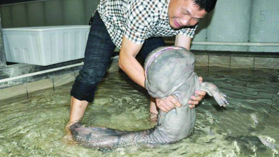 200多岁的大鲵堪称世界最大现如今就在我国张家界
