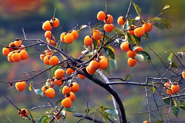 为什么说柿子树是凶树 风水学中还有哪些凶树