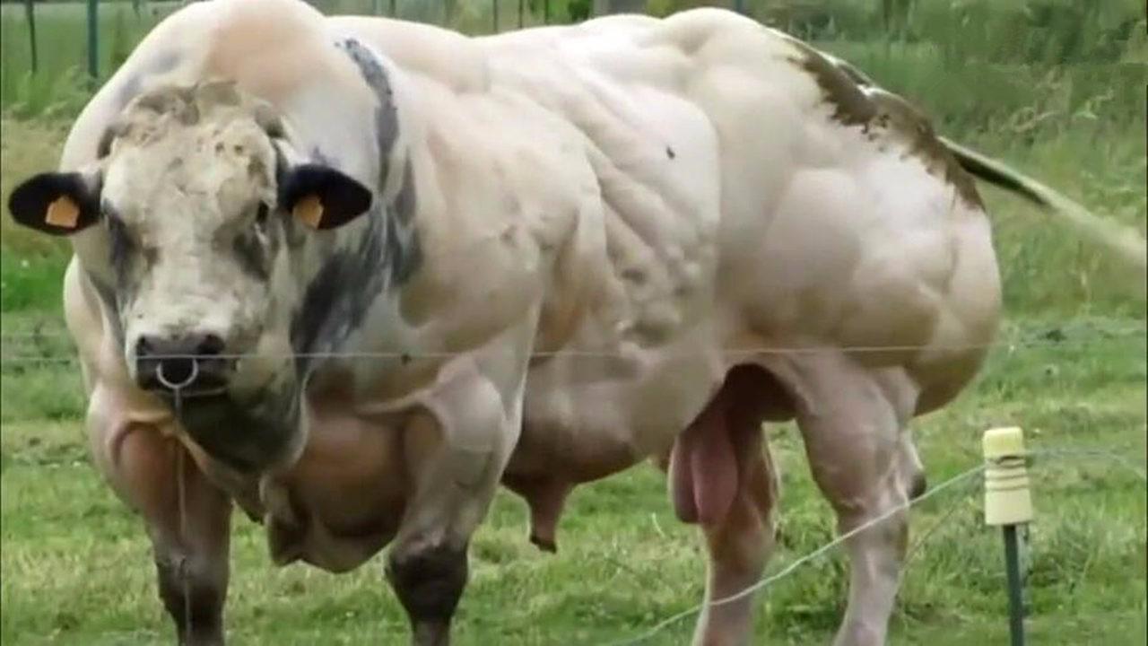 比利时种牛肌肉疯长 变身超级大块头