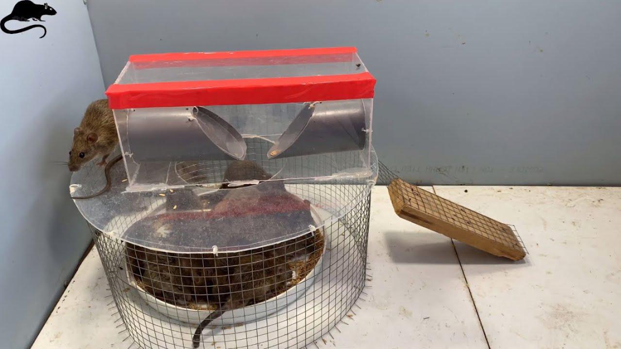 牛人自制极其高效的捕鼠器抓了不少大老鼠