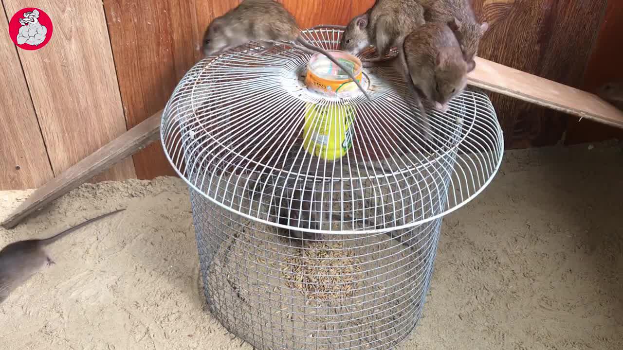 用电风扇罩子制作的捕鼠器老鼠一抓一个准