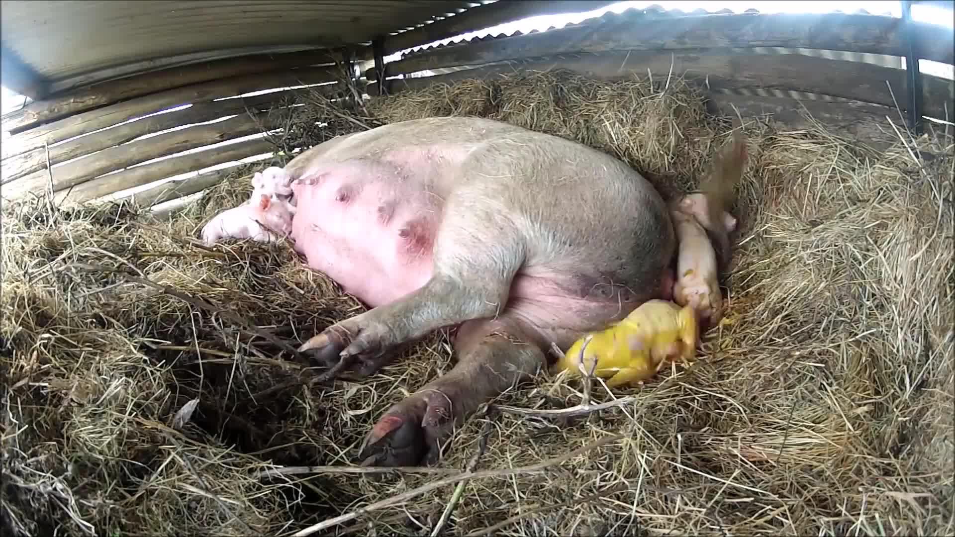 农户家一头老母猪产下小金猪,专家赶来一看,这情况不对呀