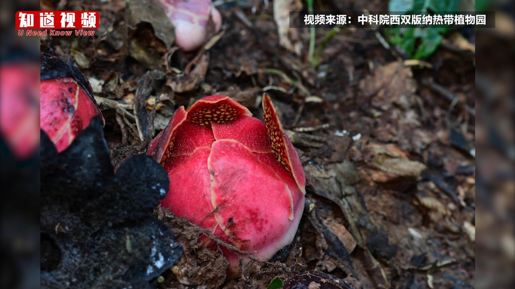 寄生花(sapria himalayana)开~中国唯一大花草科植物