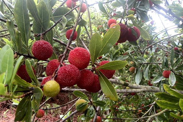 杨梅树种植年限太长？其实杨梅树也能扦插，方法一定要记牢！|枝条|土壤|管理|小编|之后_新浪新闻