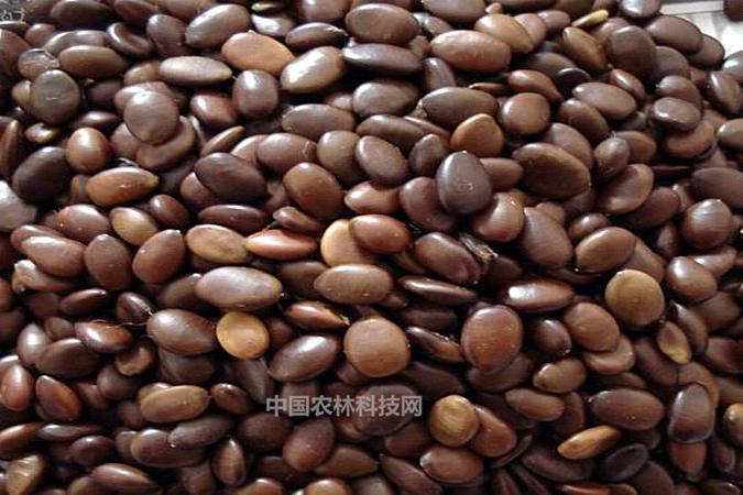 何首乌皂洗头效果 天然洗头皂真实作用