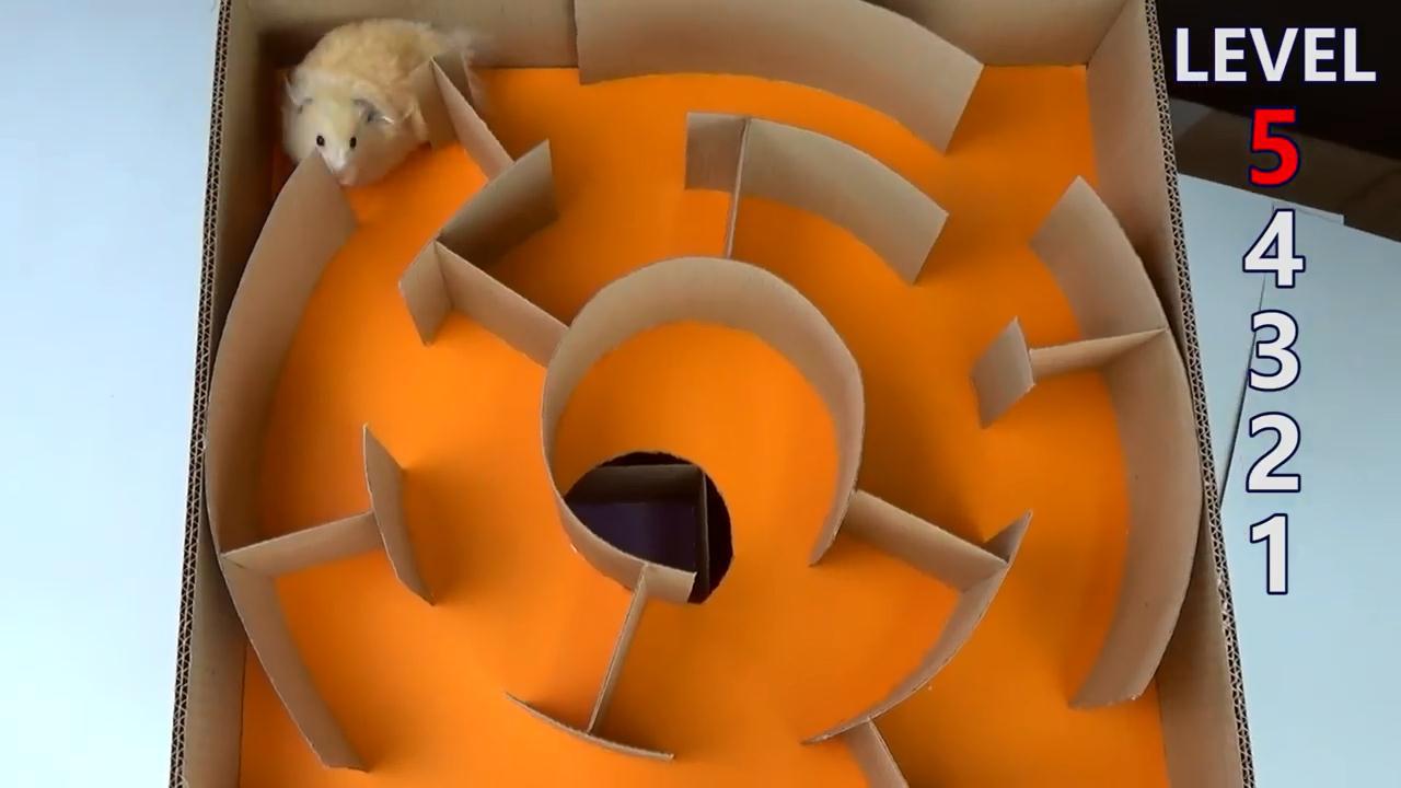 牛人用纸板打造5级仓鼠迷宫